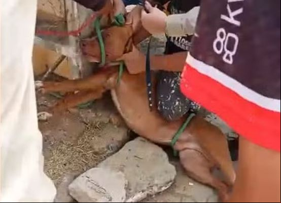Ataques de Pitbulls deixam rastro de destruição e feridos na região