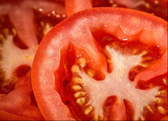 Calor e pouca chuva prejudicam safra de tomate de Irecê em 2025