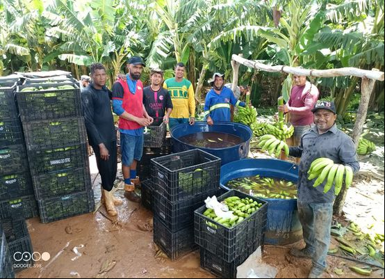 Colheita de banana em Irecê reforça potencial da fruticultura irrigada no Médio São Francisco
