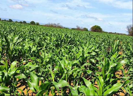 Preço do milho recua e beneficia pequenos criadores; Conab envia 65 mil toneladas para reforçar abastecimento