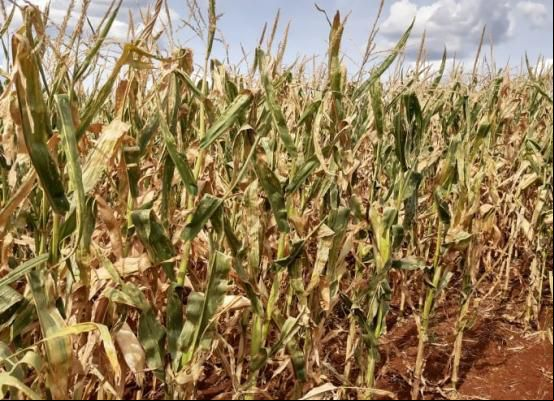 Seca compromete lavouras em Irecê e ameaça safras de milho e cebola