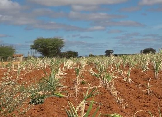 Seca devasta lavouras em Irecê: quase toda a plantação de milho está perdida